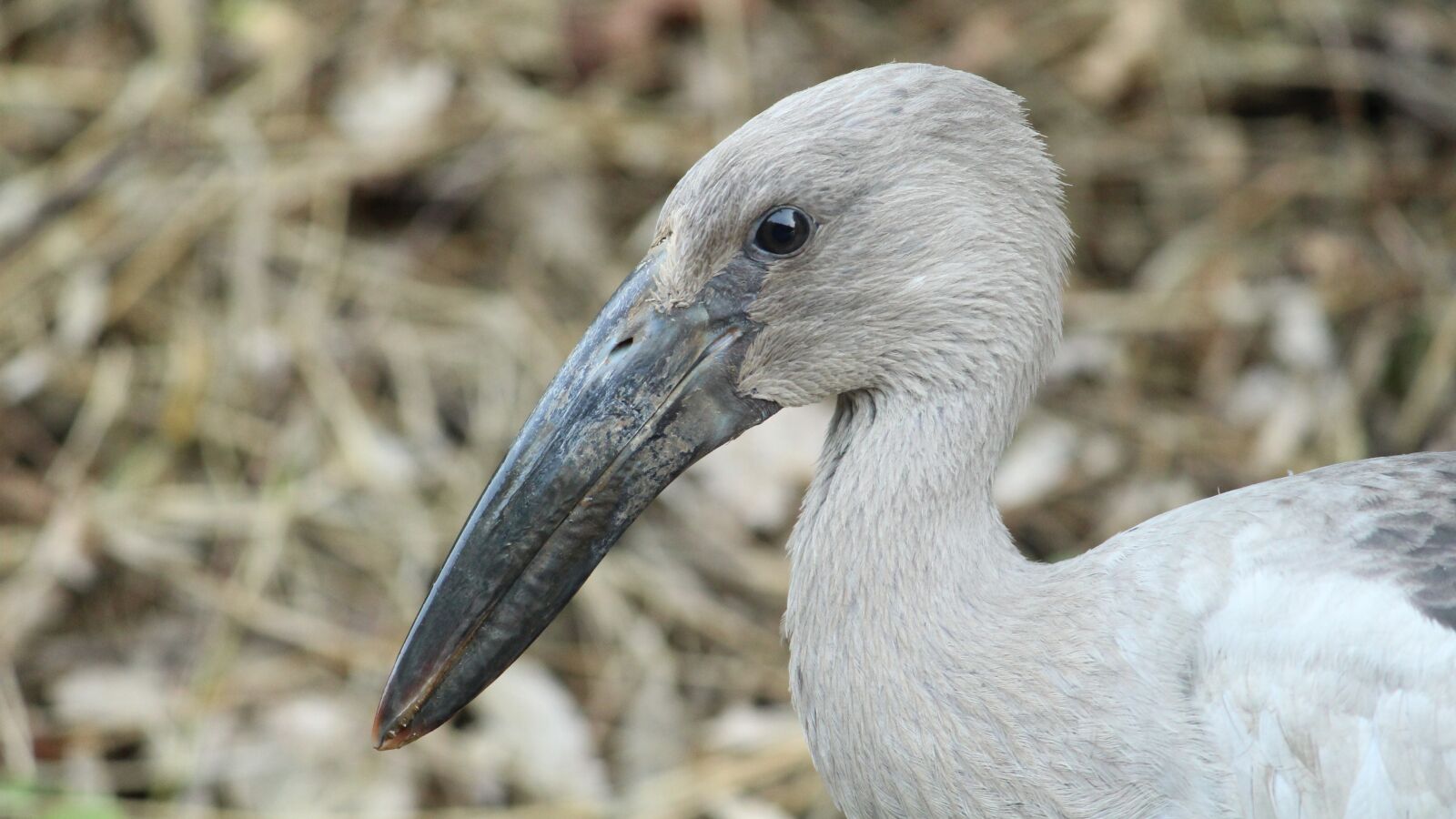 Canon EOS 1300D (EOS Rebel T6 / EOS Kiss X80) sample photo. Asian, openbill, kerala photography