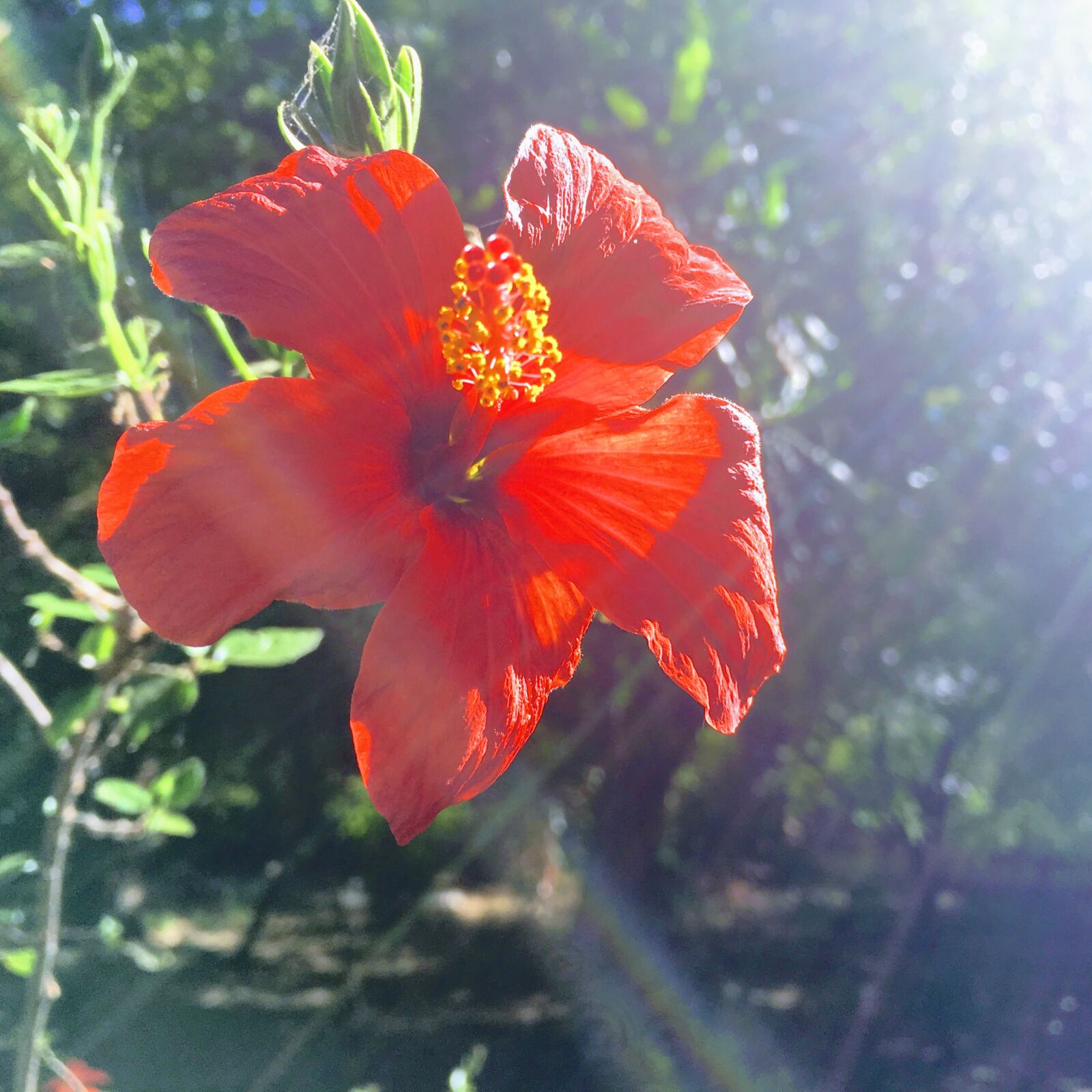 Apple iPhone 6s Plus sample photo. Backlight, flower, flowers, hibiscus photography