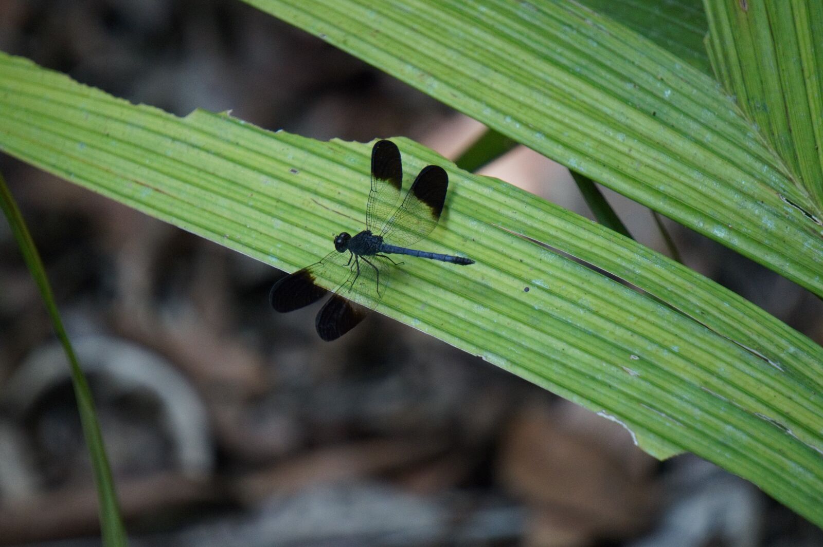 Sony Alpha a5000 (ILCE 5000) sample photo. Costa rica, dragonfly, leaf photography