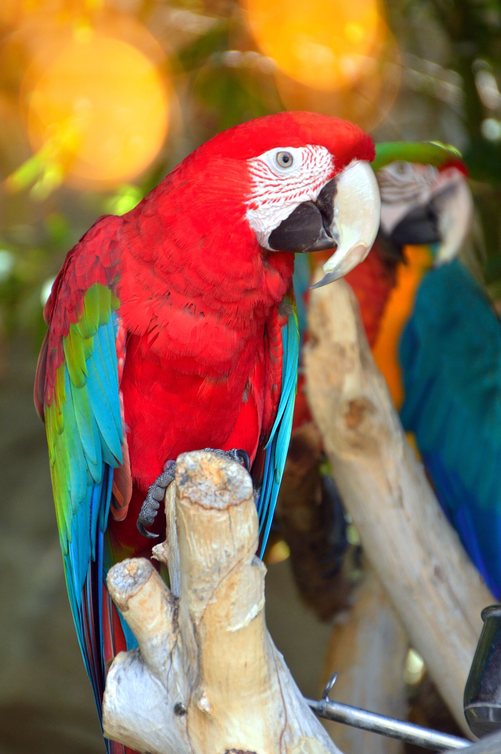 Nikon D3200 sample photo. Parrot by temperament, bird photography