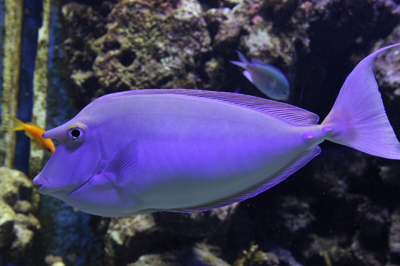 Canon EOS 7D Mark II sample photo. Animal, aquarium, blue, blue photography