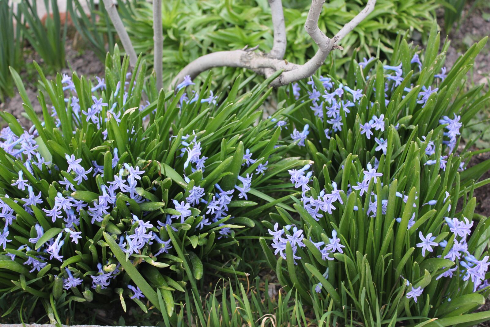 Canon EOS 550D (EOS Rebel T2i / EOS Kiss X4) sample photo. Flowers, spring, blue photography