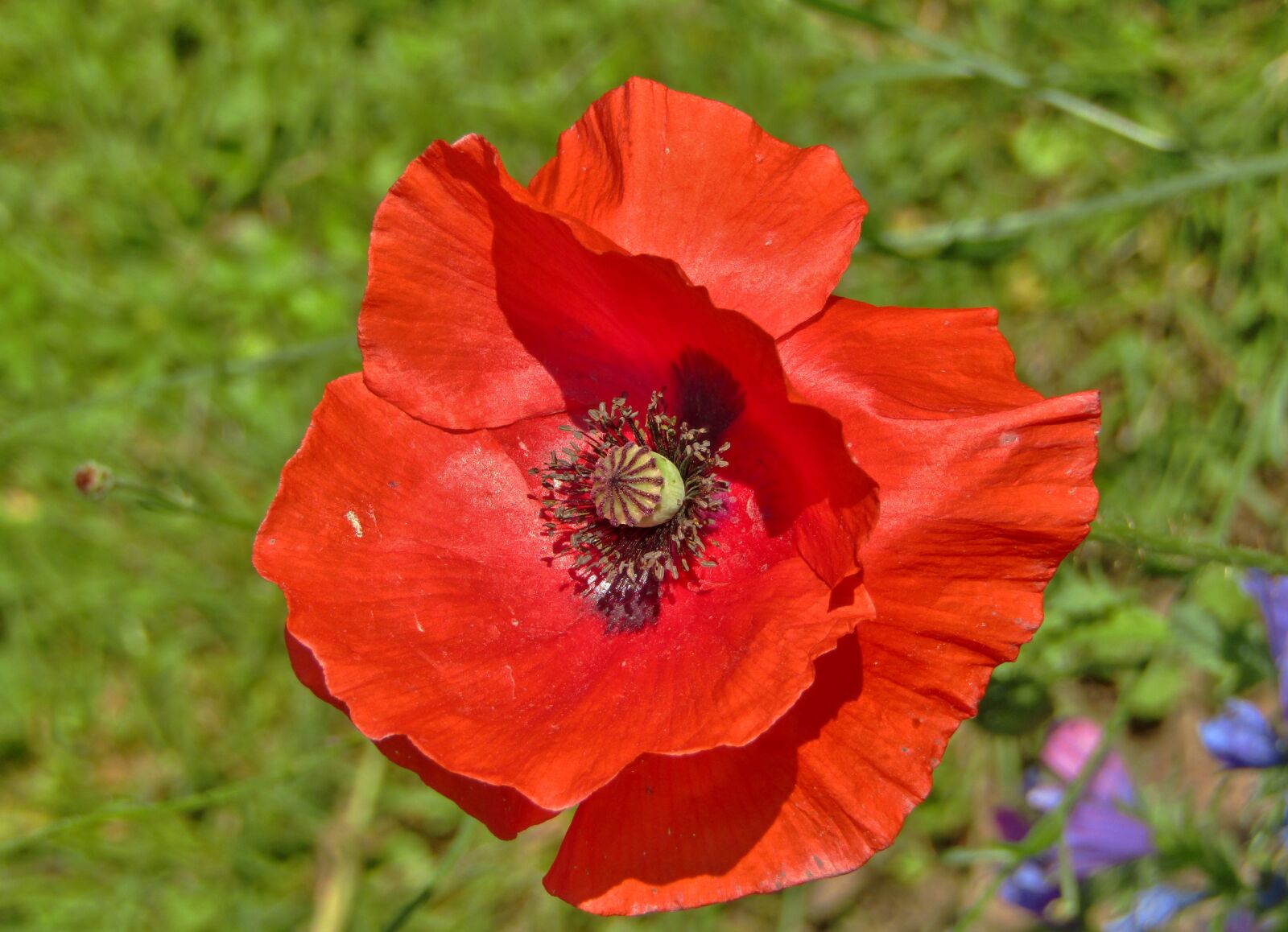 Canon POWERSHOT SX432 IS sample photo. Poppy, red flower, flower photography