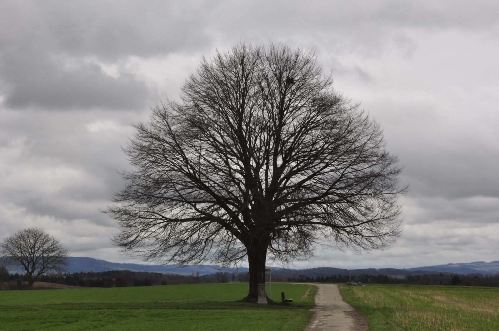 Nikon D90 sample photo. Bare tree, lone bank photography