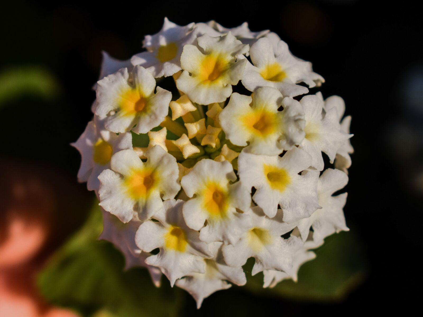 Nikon D3300 sample photo. Flower, nature, floral photography