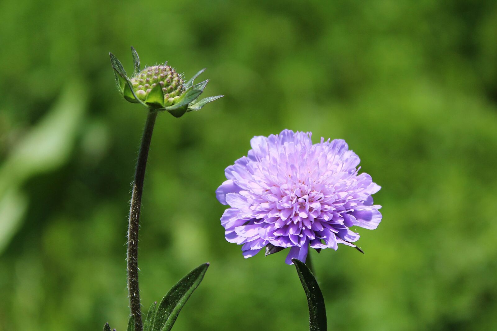 Canon EOS 1200D (EOS Rebel T5 / EOS Kiss X70 / EOS Hi) sample photo. Glossy scabious, pincushion flower photography