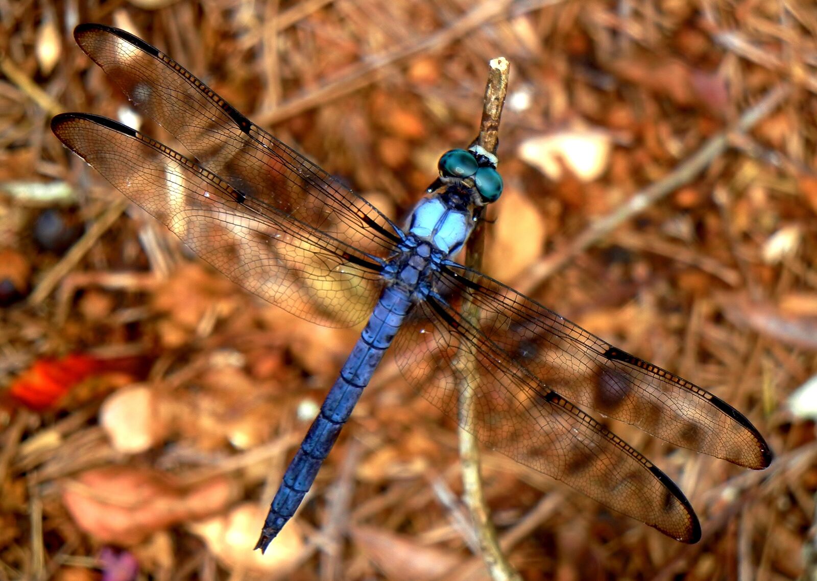 Nikon Coolpix S8100 sample photo. Dragonfly, dragon fly, insect photography