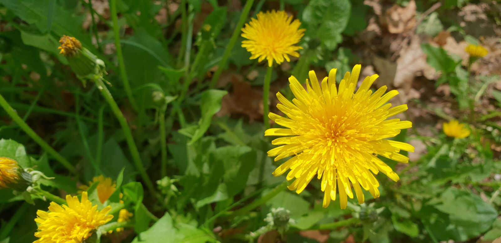 Samsung Galaxy S9 sample photo. Flowers, yellow, blossom photography