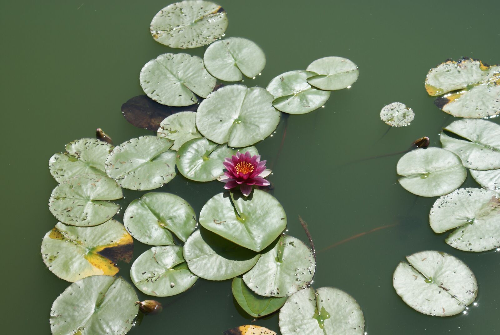 Sony Alpha DSLR-A200 sample photo. Flower, water, pond photography