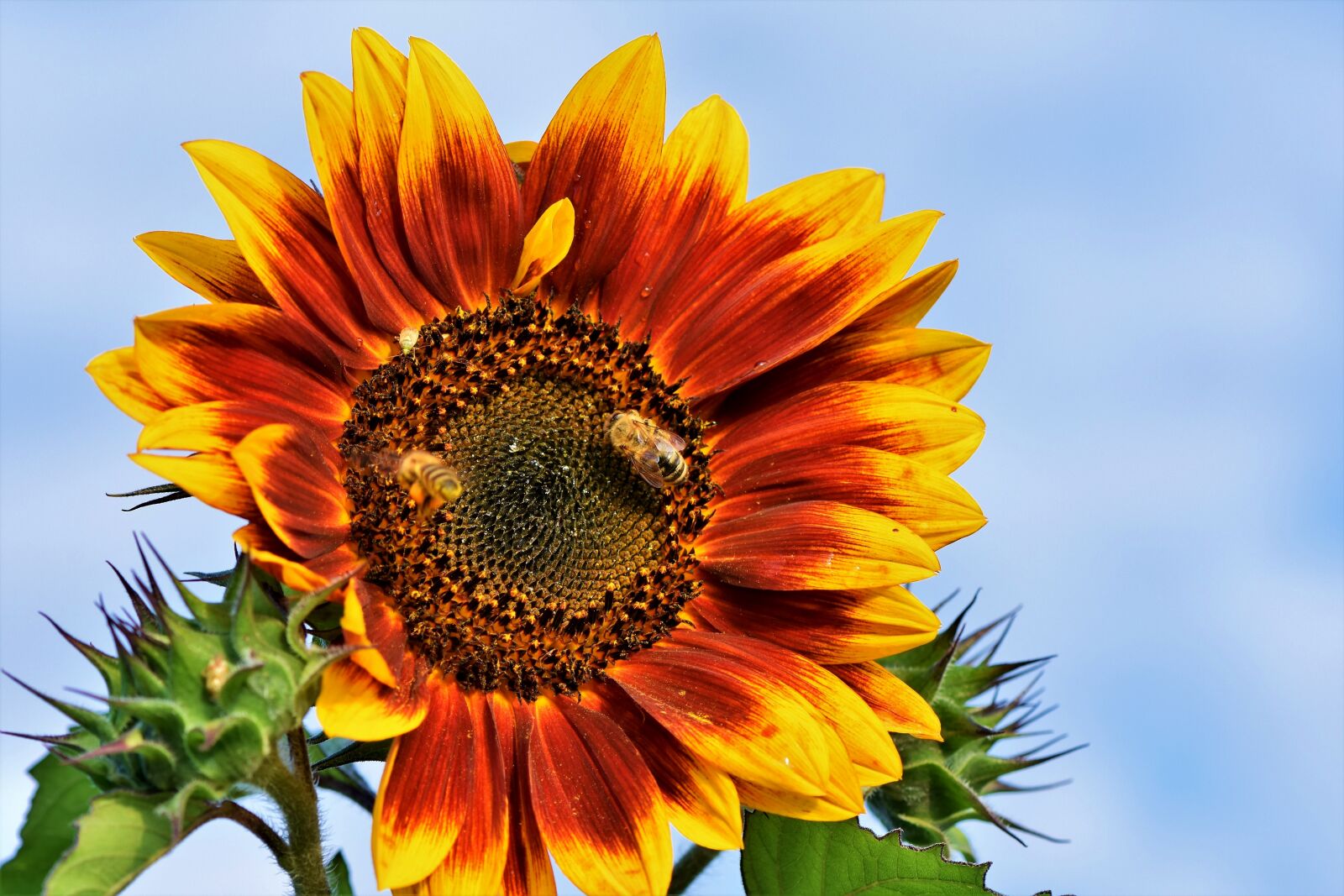 Nikon D7200 sample photo. Sunflower, flower, blossom photography
