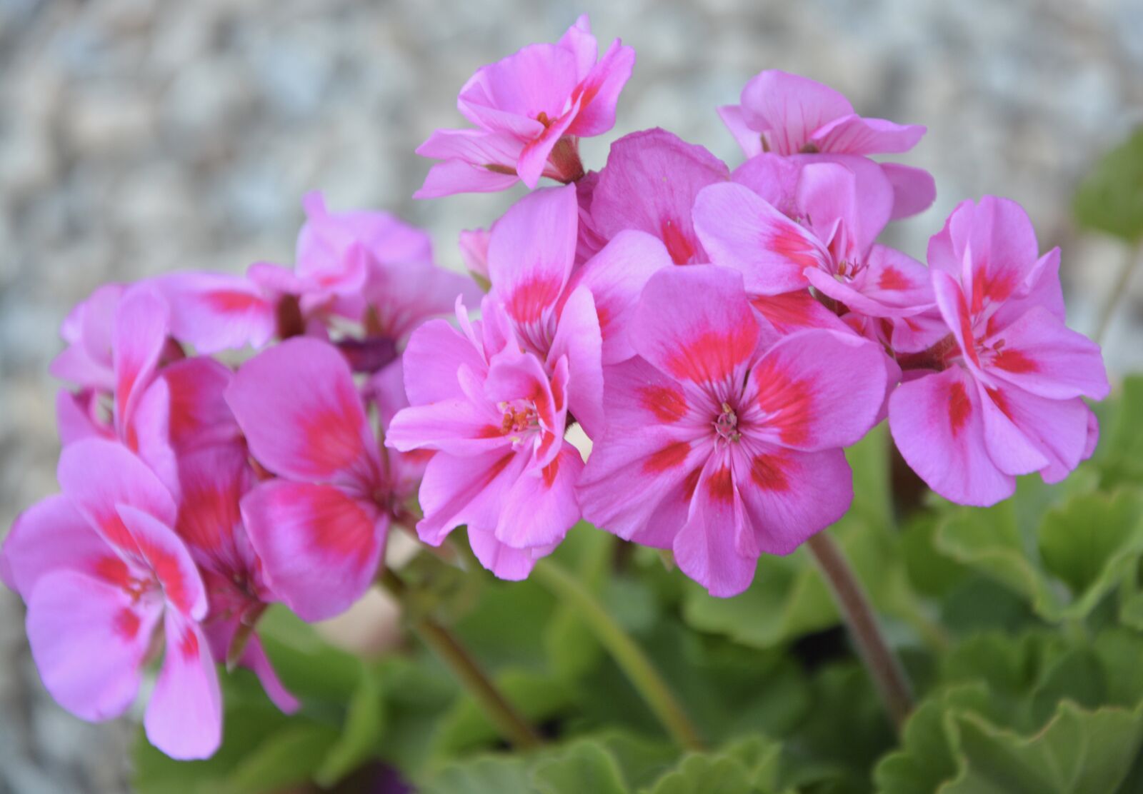 Nikon D5200 sample photo. Flowers, geranium, jardiniere photography
