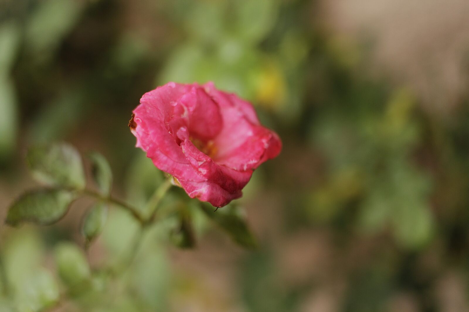 Canon EOS 1300D (EOS Rebel T6 / EOS Kiss X80) sample photo. Rose, flower, nature photography