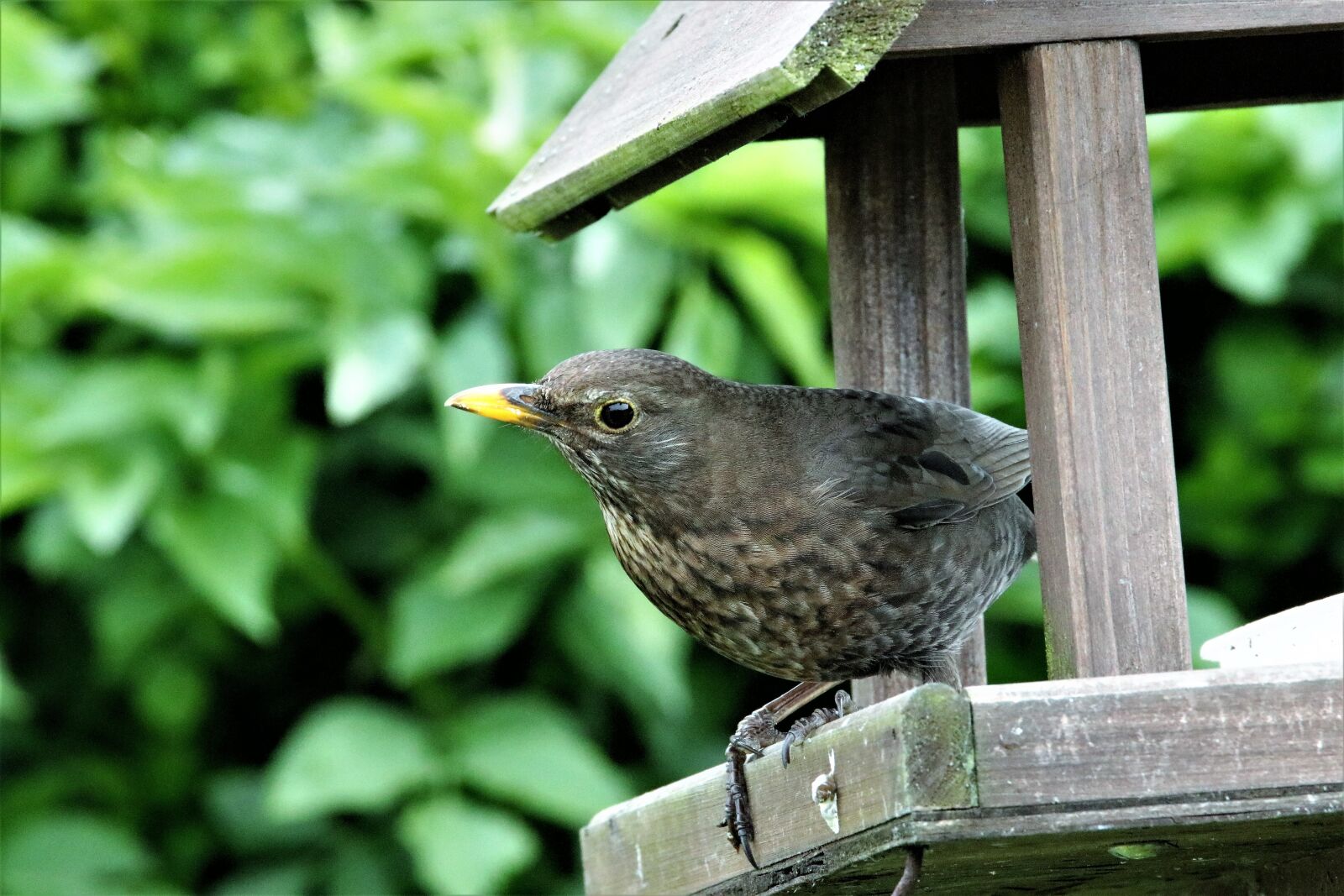 Canon EOS 80D sample photo. Thrush, bird, wildlife photography