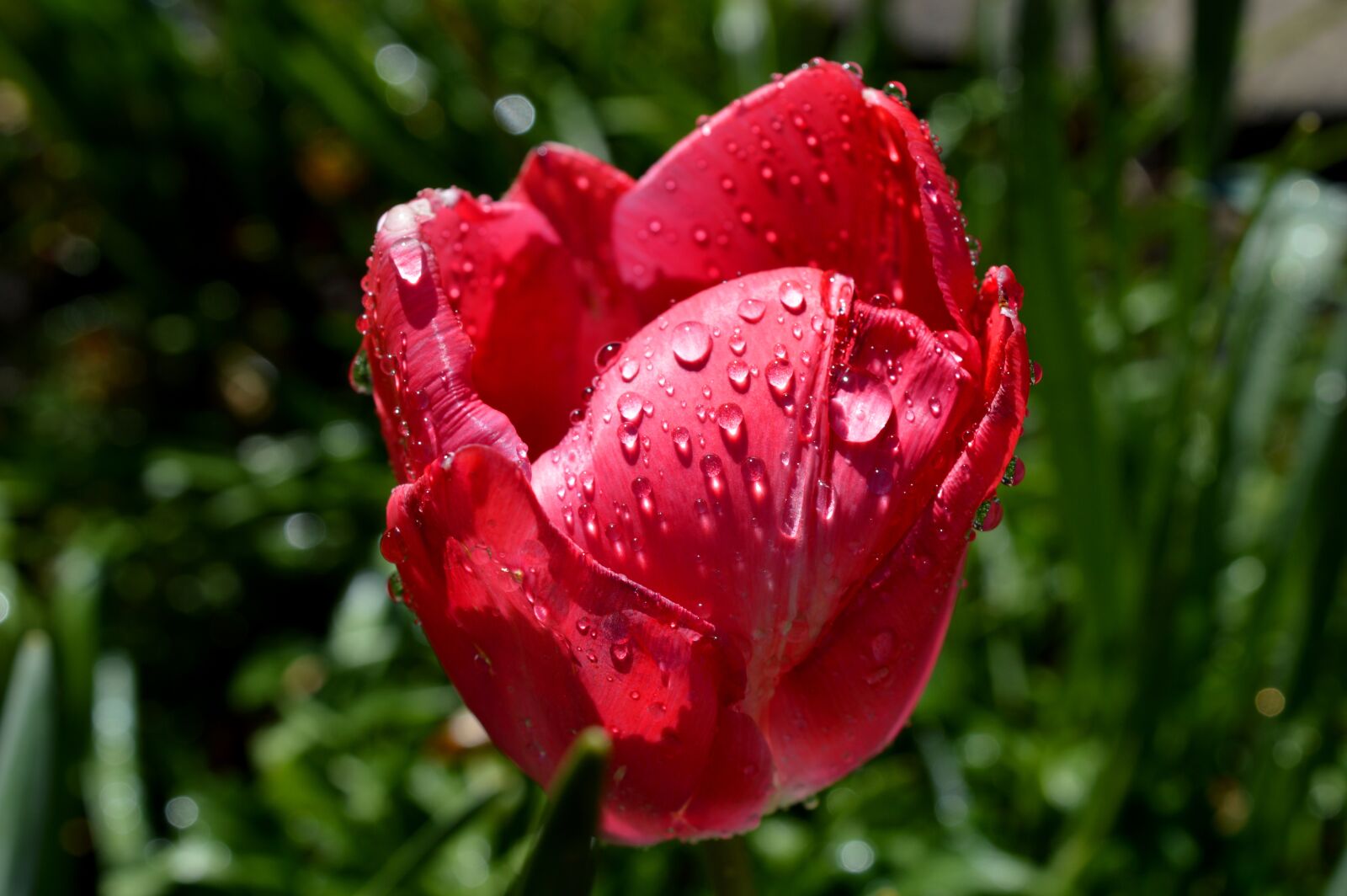 Nikon D3200 sample photo. Tulip, red, wet photography