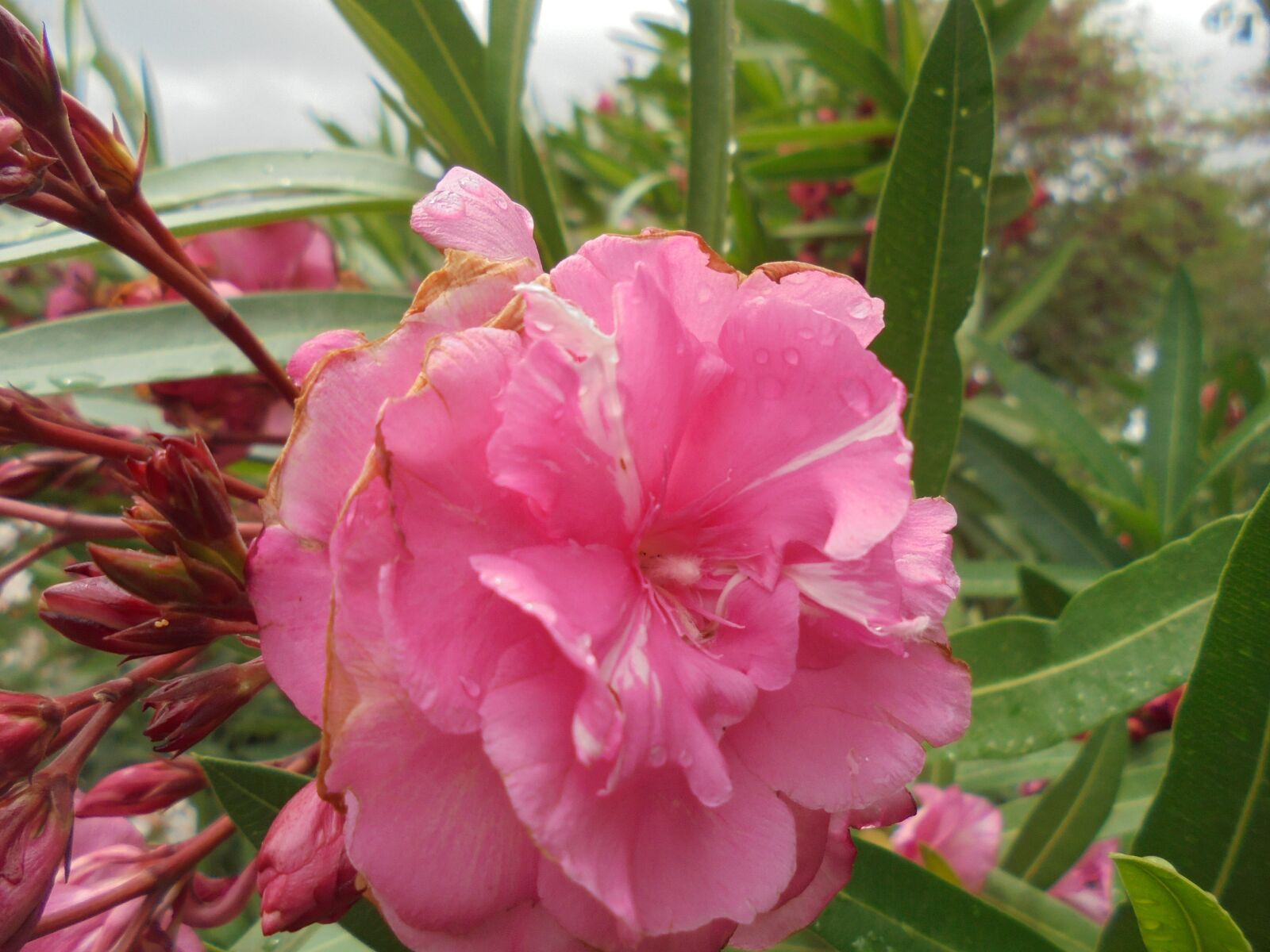 Sony Cyber-shot DSC-W810 sample photo. Oleander, flower, blossom photography