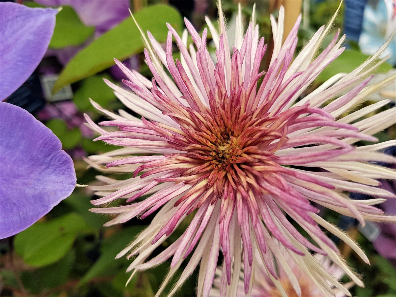 Samsung Galaxy S7 Edge sample photo. Flower, bloom, plant photography