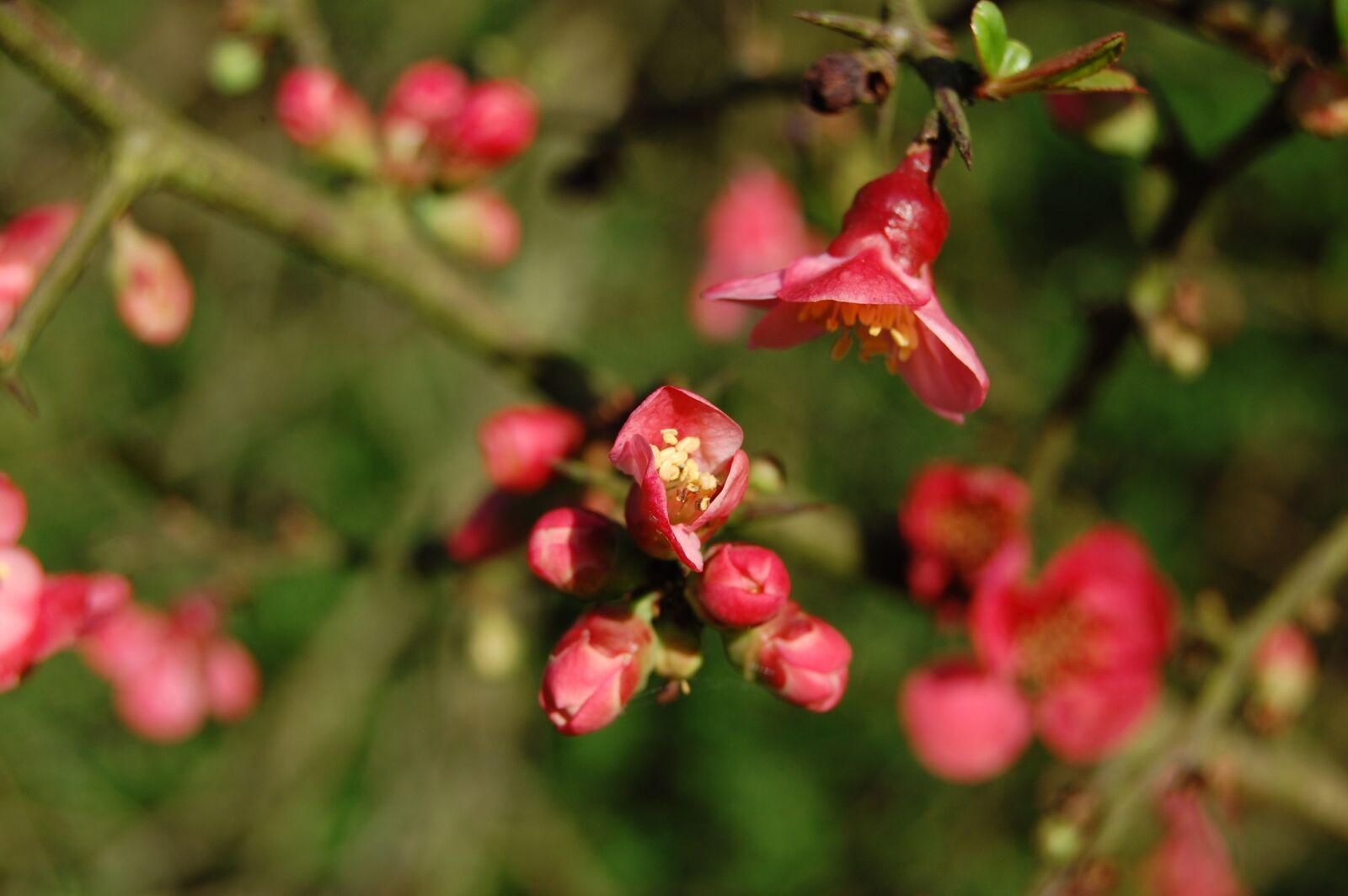 Nikon D40 sample photo. Nature, flower, plant photography
