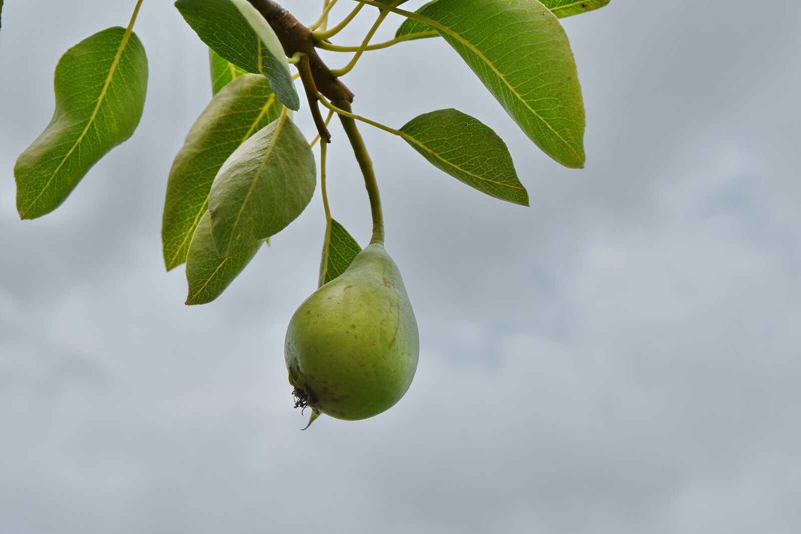 Nikon D5500 sample photo. Blue sky, branch, fruit photography