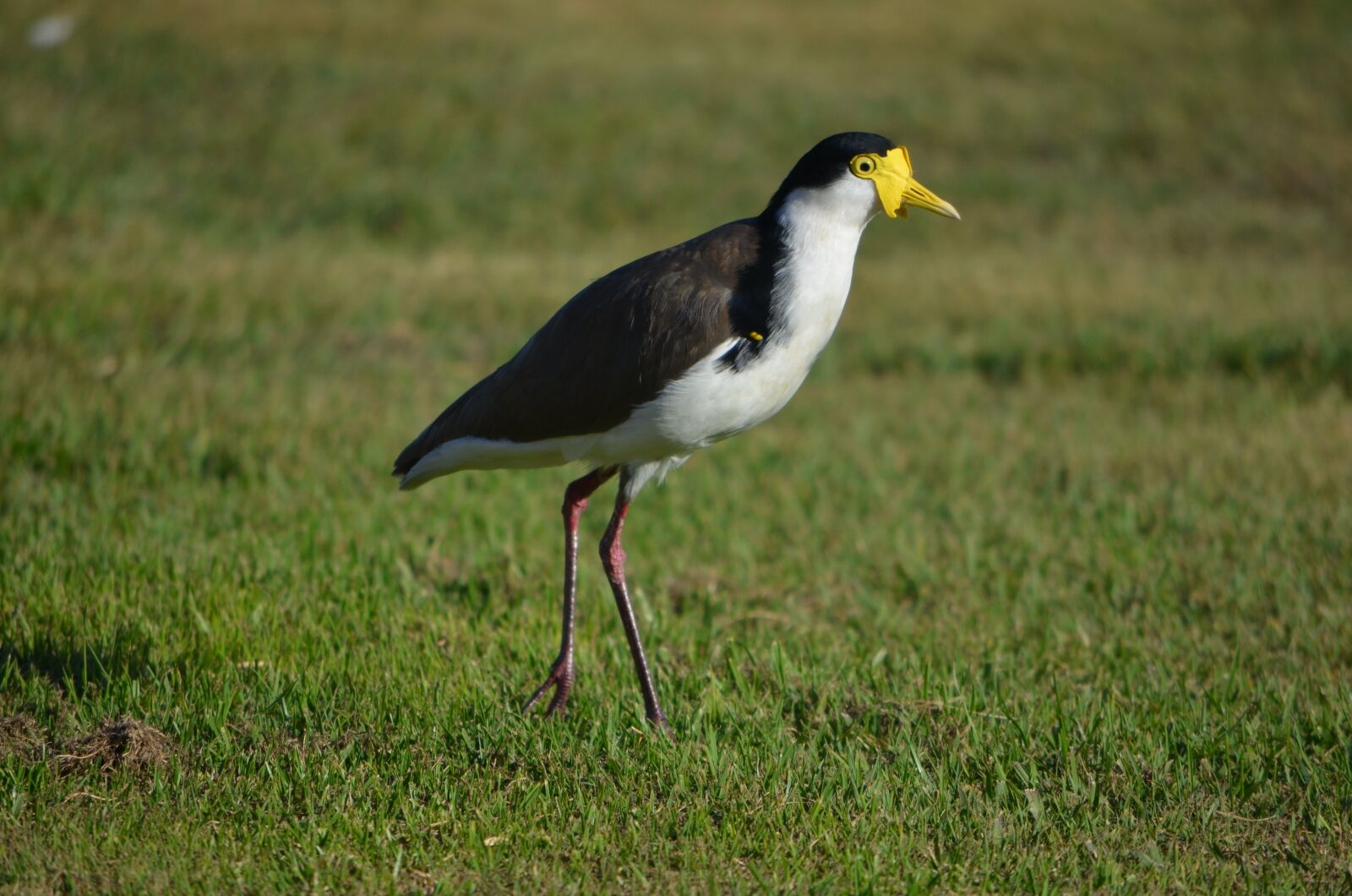 Nikon D5100 sample photo. Bird, pluver, masked photography