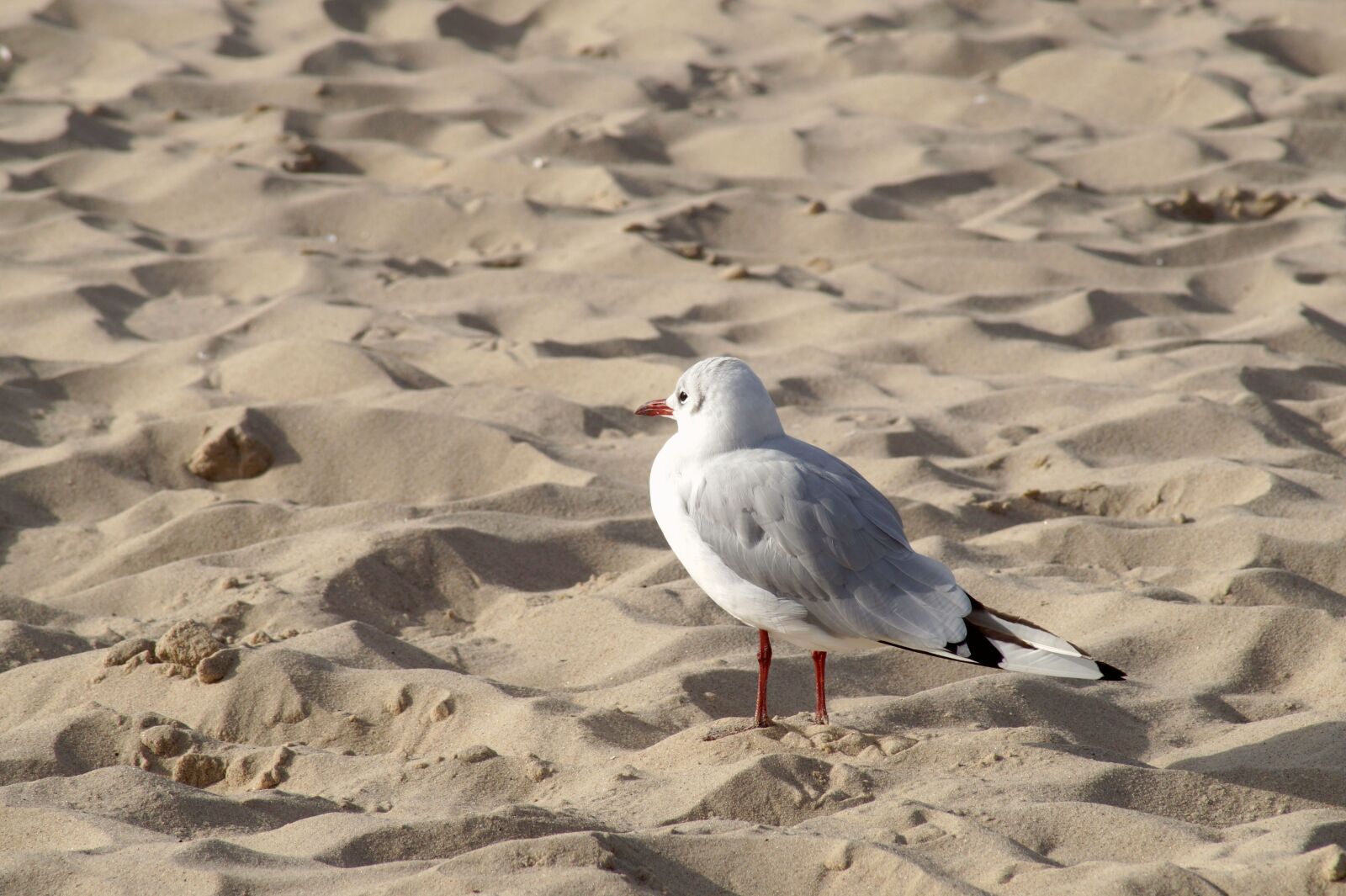 Sony SLT-A58 sample photo. Bird, seagull, water bird photography