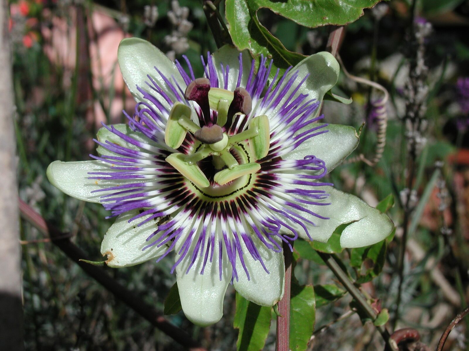 Olympus C3030Z sample photo. Passion flower, nature, flowers photography