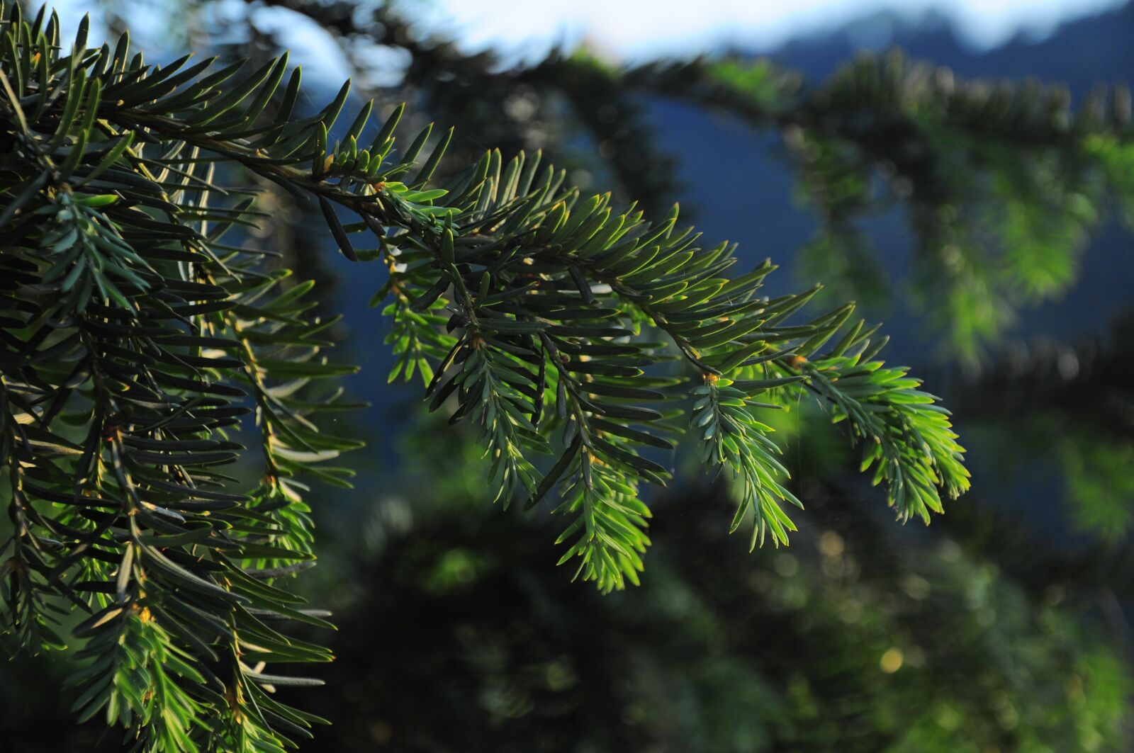 Nikon D90 sample photo. Pine, pine branch, pine photography