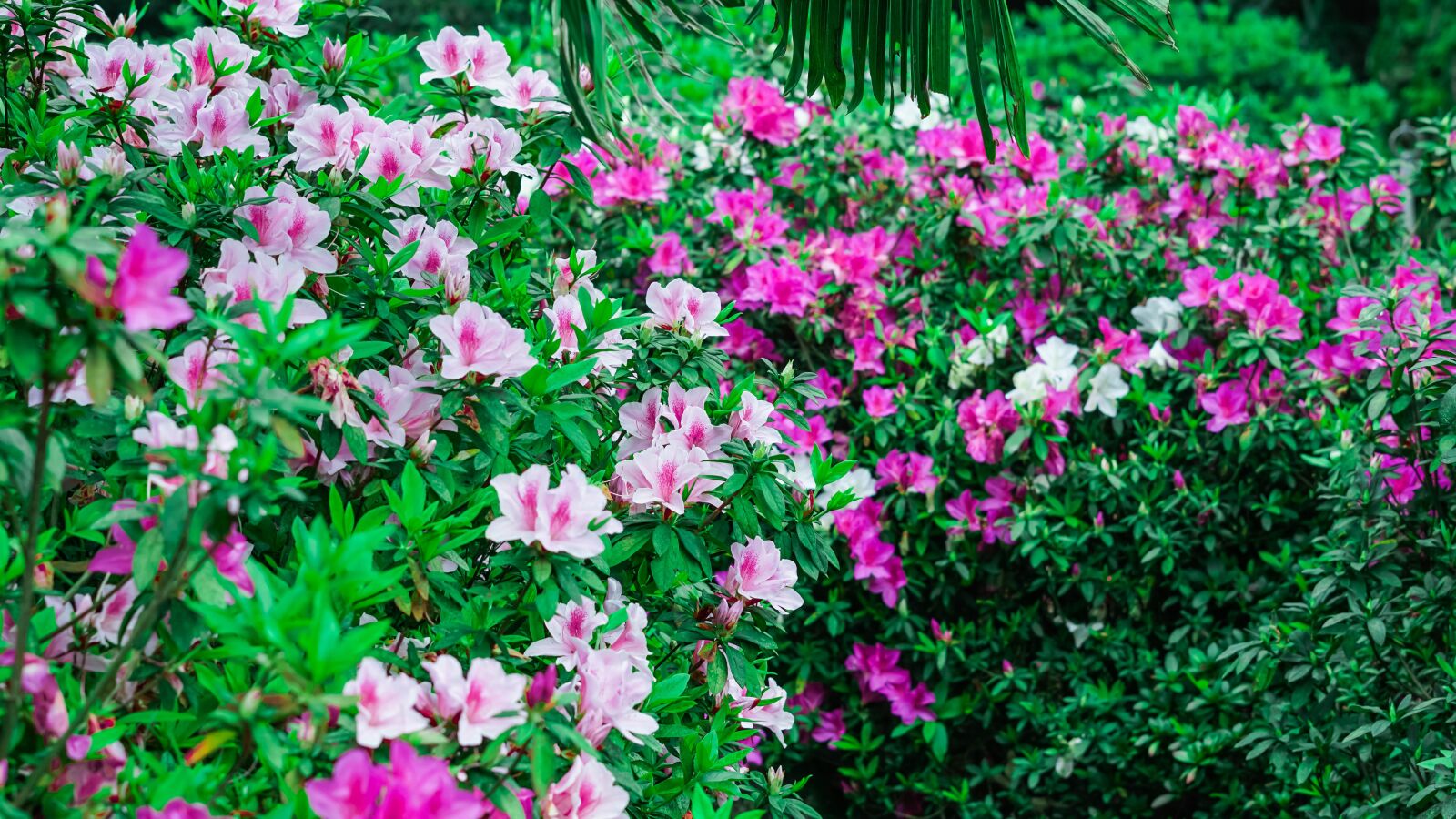 Sony FE 50mm F1.8 sample photo. Flower, flora, spring photography