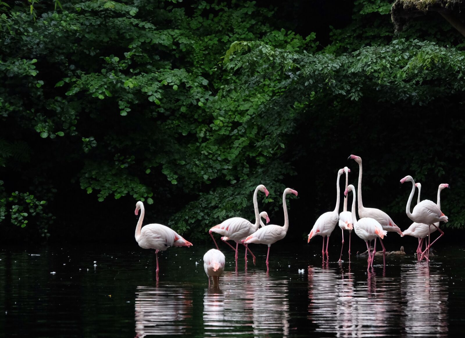 Fujifilm XF 18-135mm F3.5-5.6 R LM OIS WR sample photo. Pink flamingo, wader, bird photography