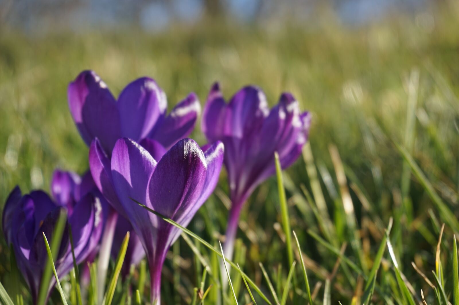 Sony E 16-50mm F3.5-5.6 PZ OSS sample photo. Crocus, spring, nature photography