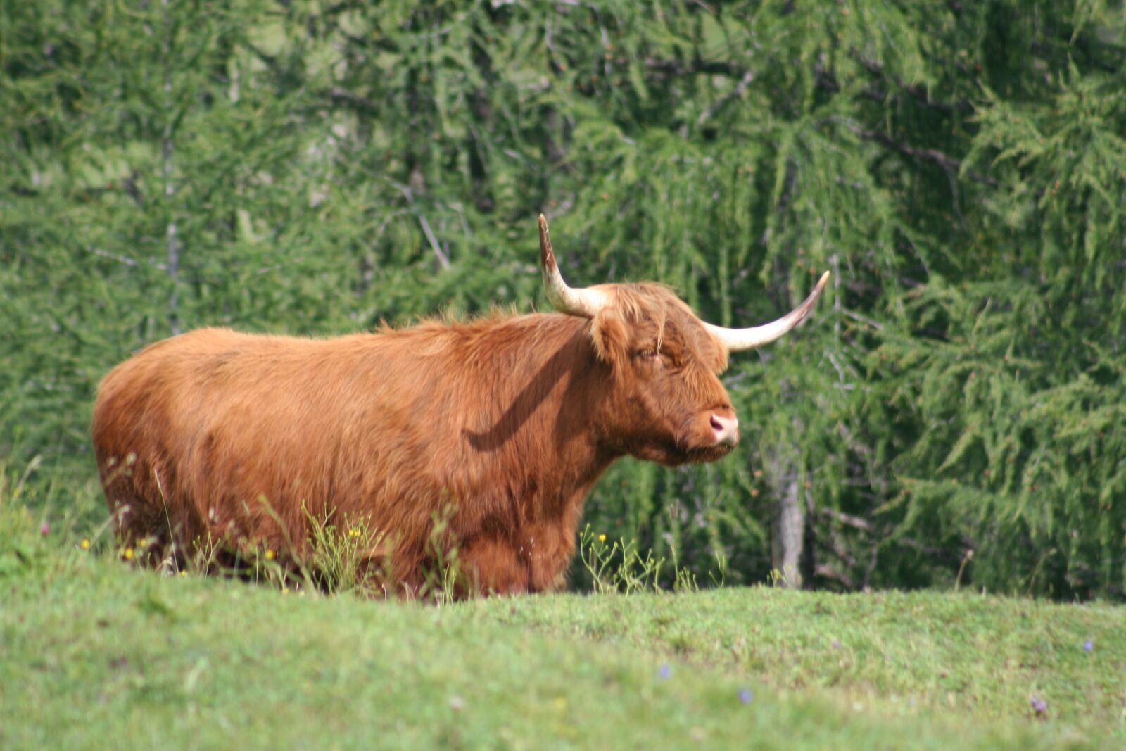 Canon EOS 350D (EOS Digital Rebel XT / EOS Kiss Digital N) sample photo. Cow, alm, pasture photography