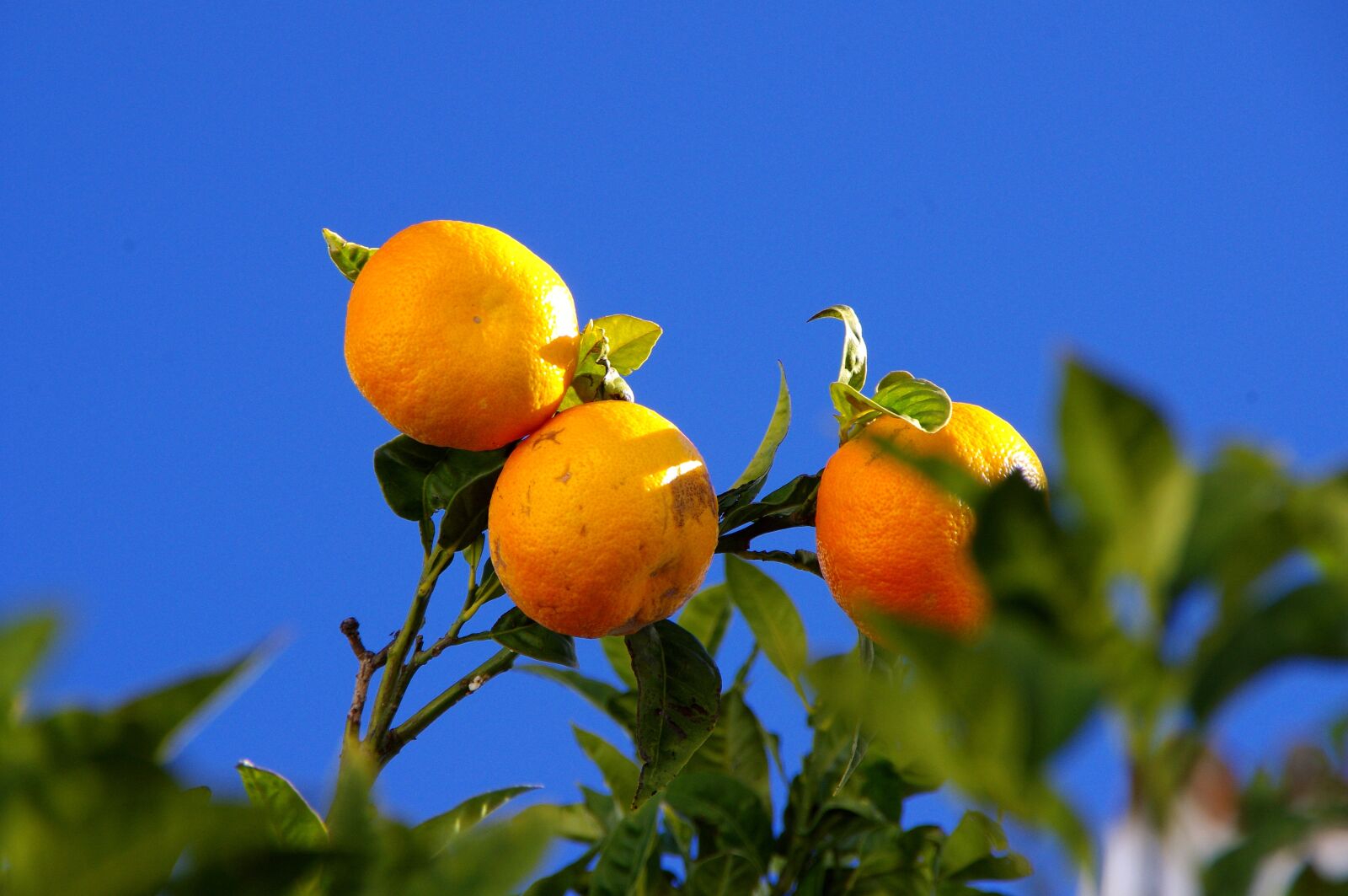 Pentax K-x sample photo. Oranges, tree, nature photography