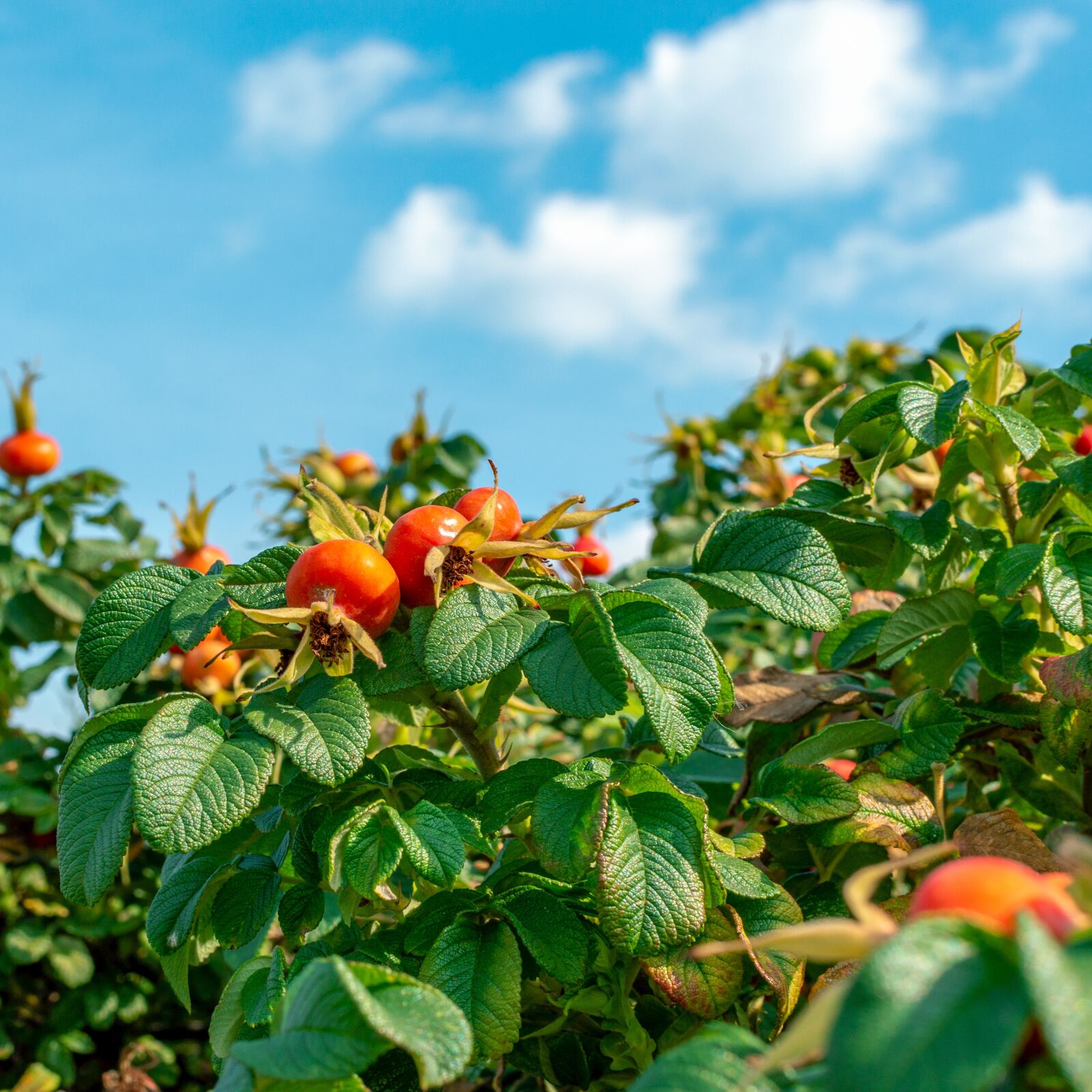 Nikon D3200 sample photo. Rose hip, berry, shrub photography
