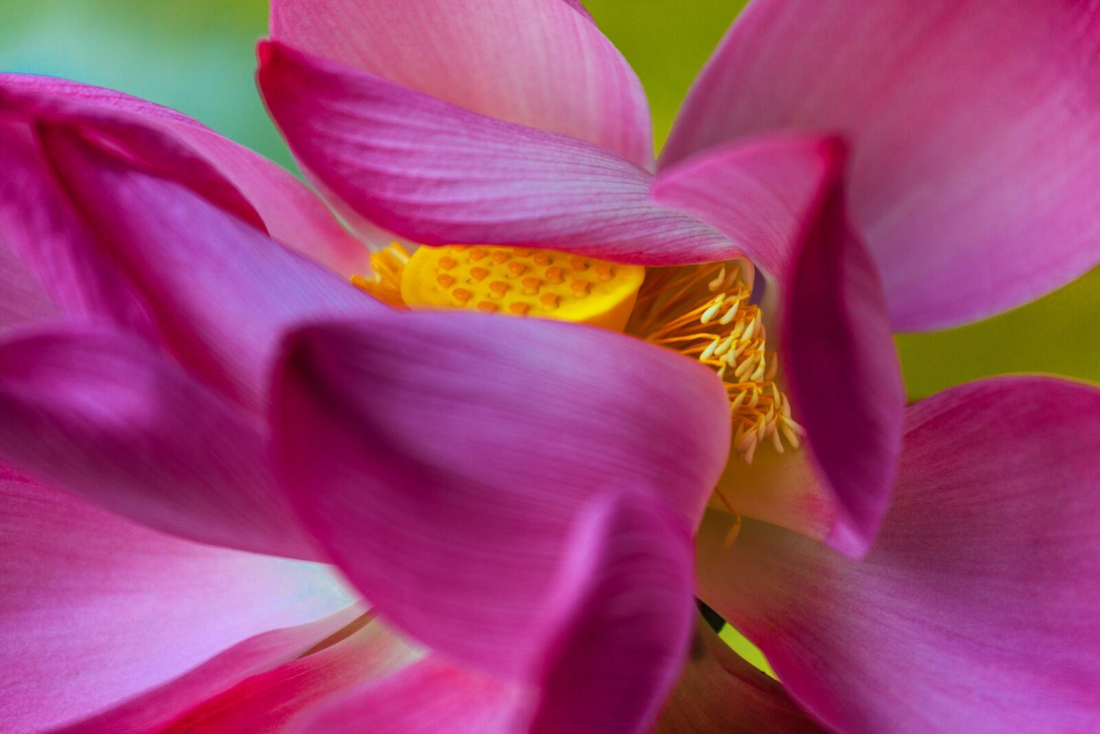 Canon EOS 5D Mark III + Canon EF 70-200mm F4L IS USM sample photo. Lotus flowers, flower, nice photography
