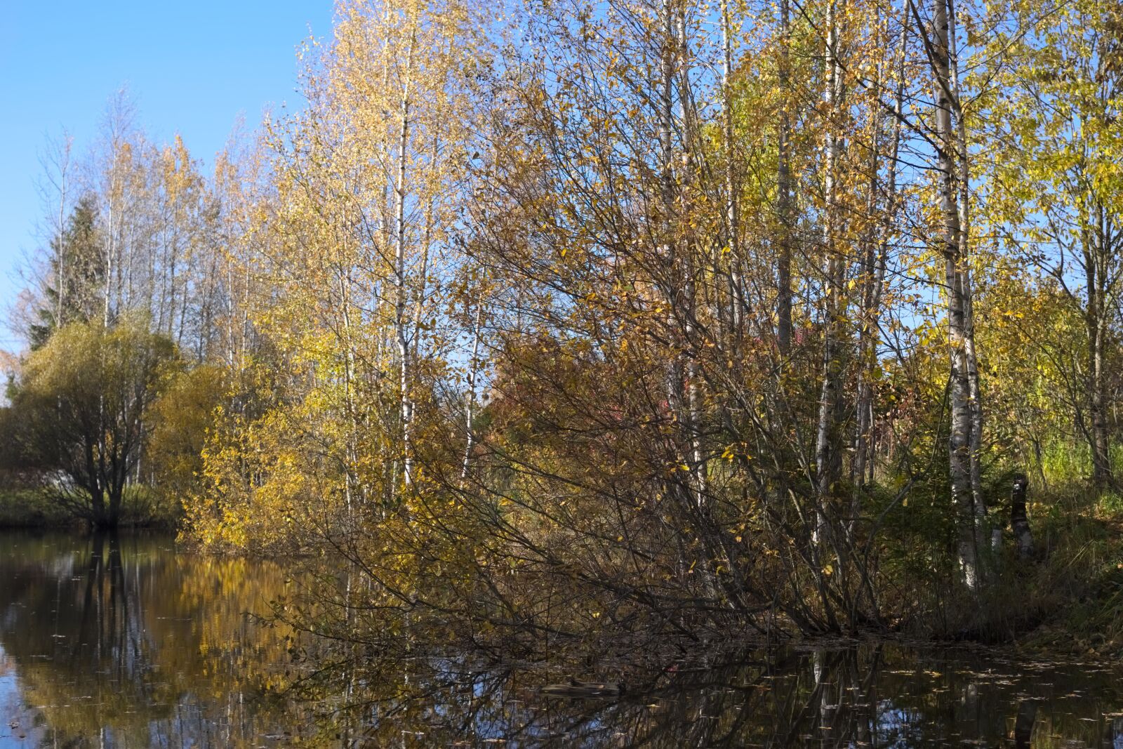 Pentax K-70 sample photo. Nature, landscape, tree photography