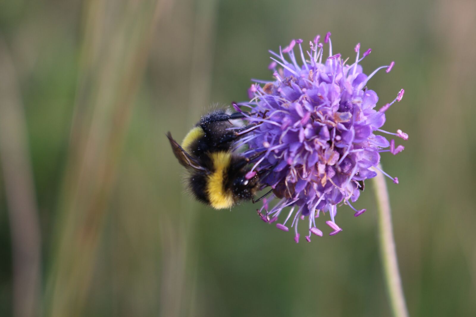 Canon EOS 700D (EOS Rebel T5i / EOS Kiss X7i) sample photo. Bee, bumble bee, insect photography