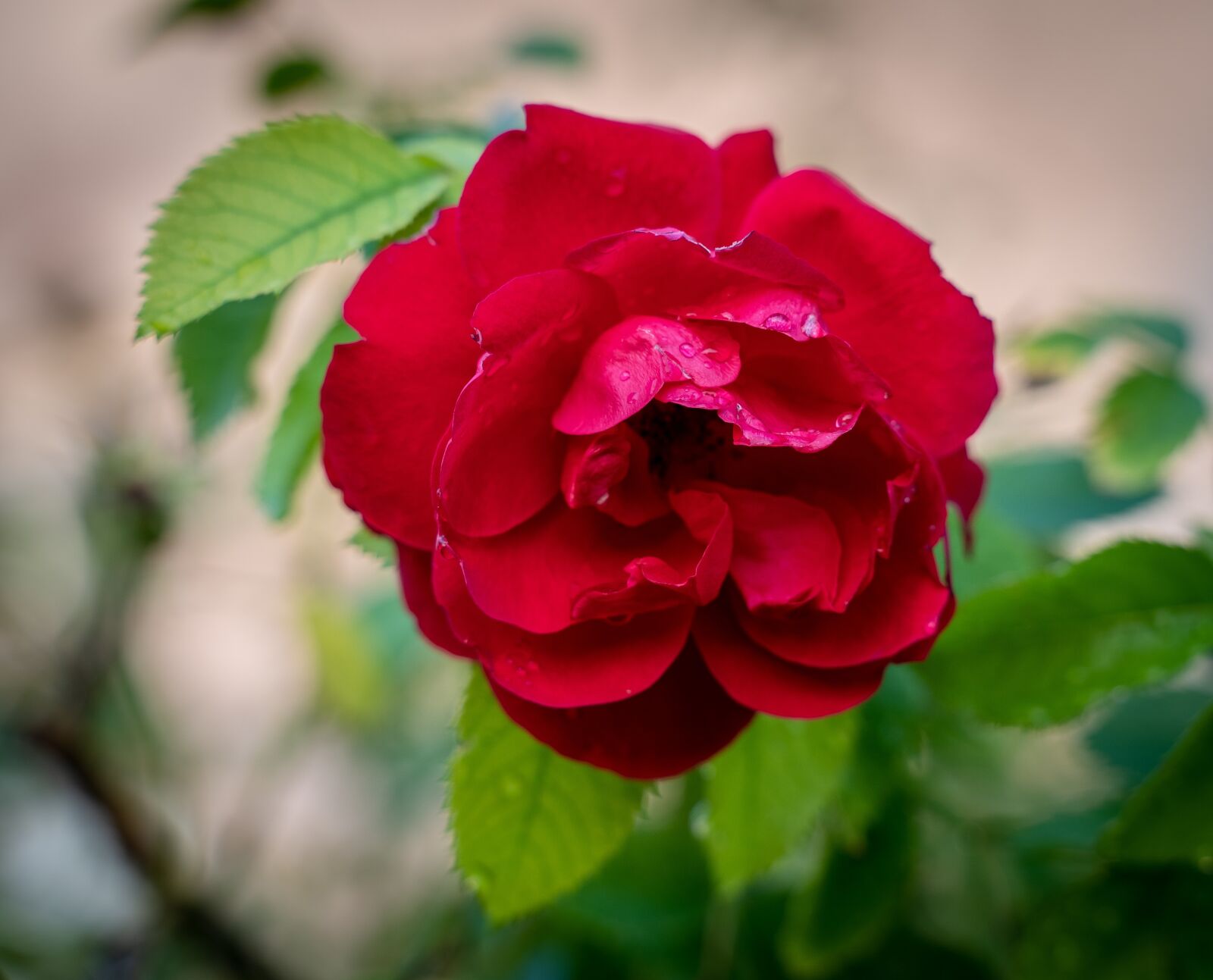 Sony a7 III sample photo. Rose, blossom, bloom photography