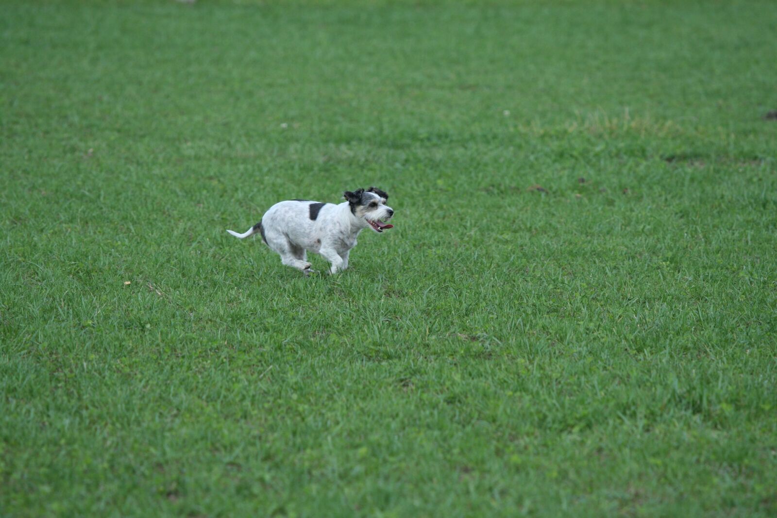 Canon EOS 350D (EOS Digital Rebel XT / EOS Kiss Digital N) sample photo. Dog, prairie, grass photography