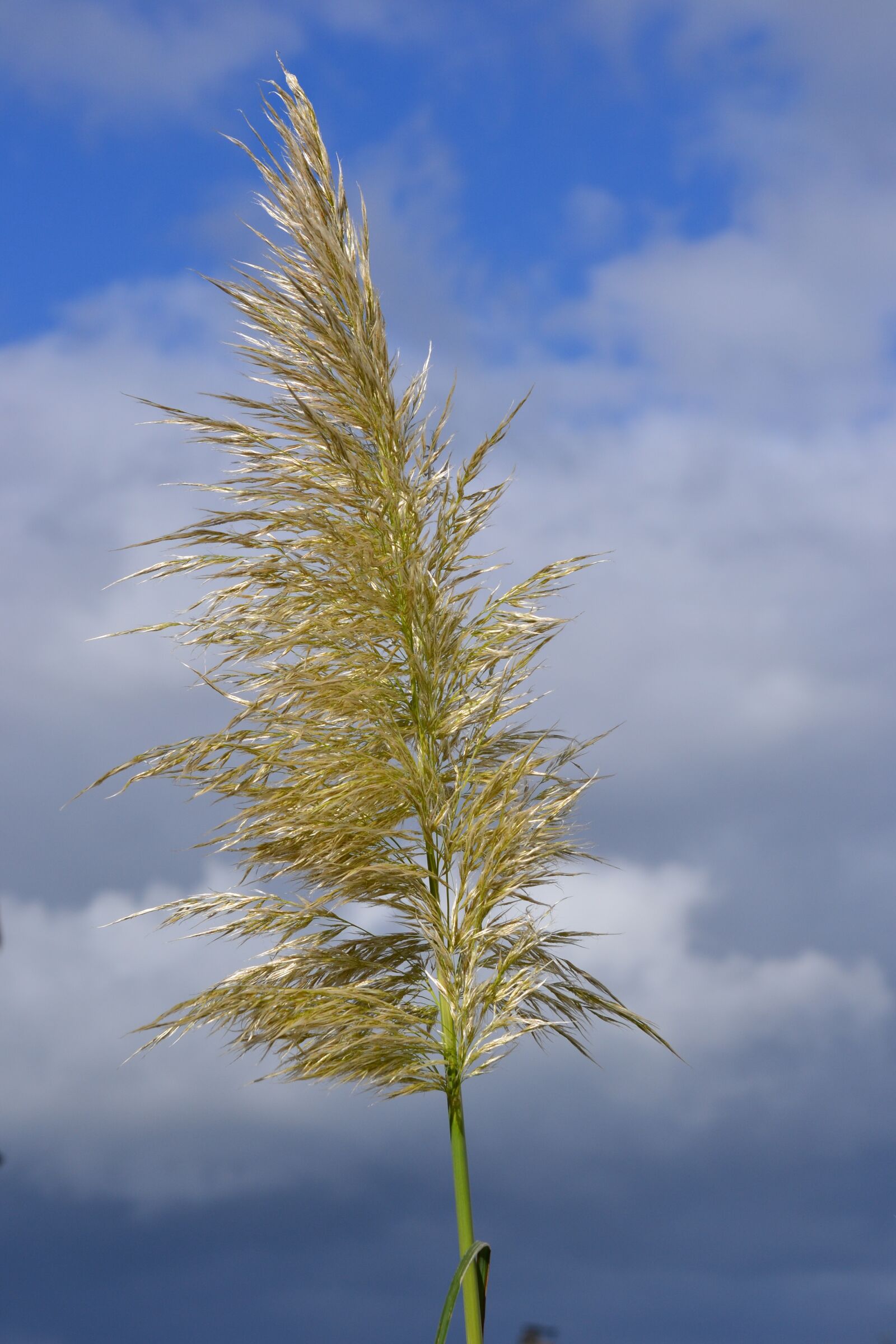 Nikon D3100 sample photo. Grass, plant, blossom photography