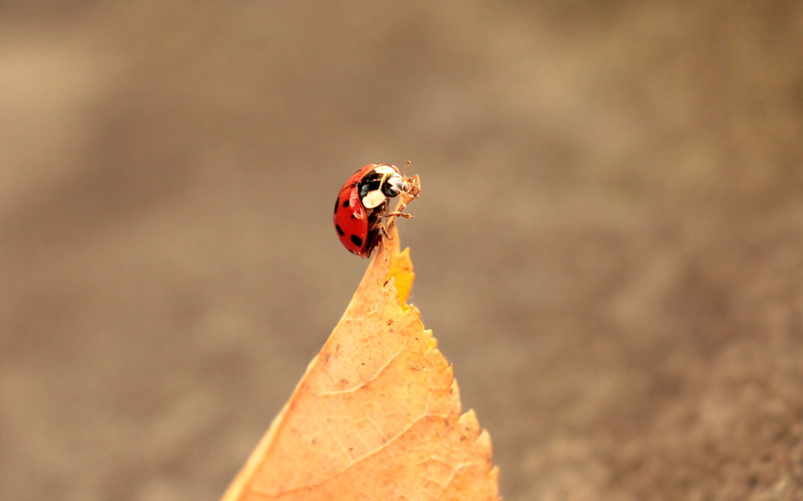 Canon EOS 550D (EOS Rebel T2i / EOS Kiss X4) sample photo. Ladybug, leaves, foliage leaf photography
