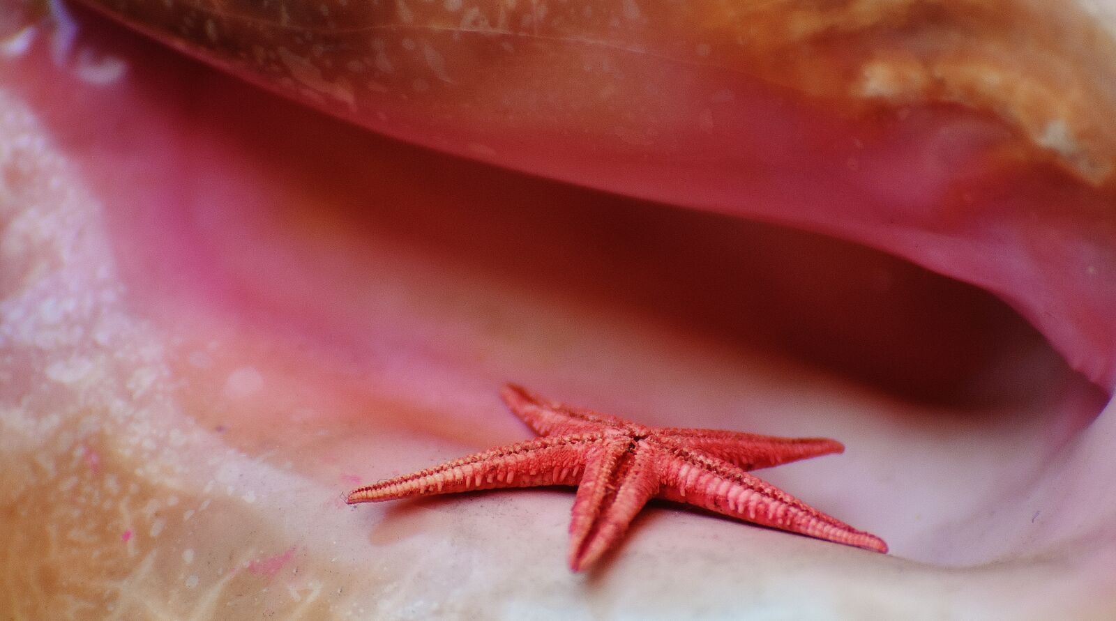 Nikon D7200 sample photo. Shell, starfish, maritime photography