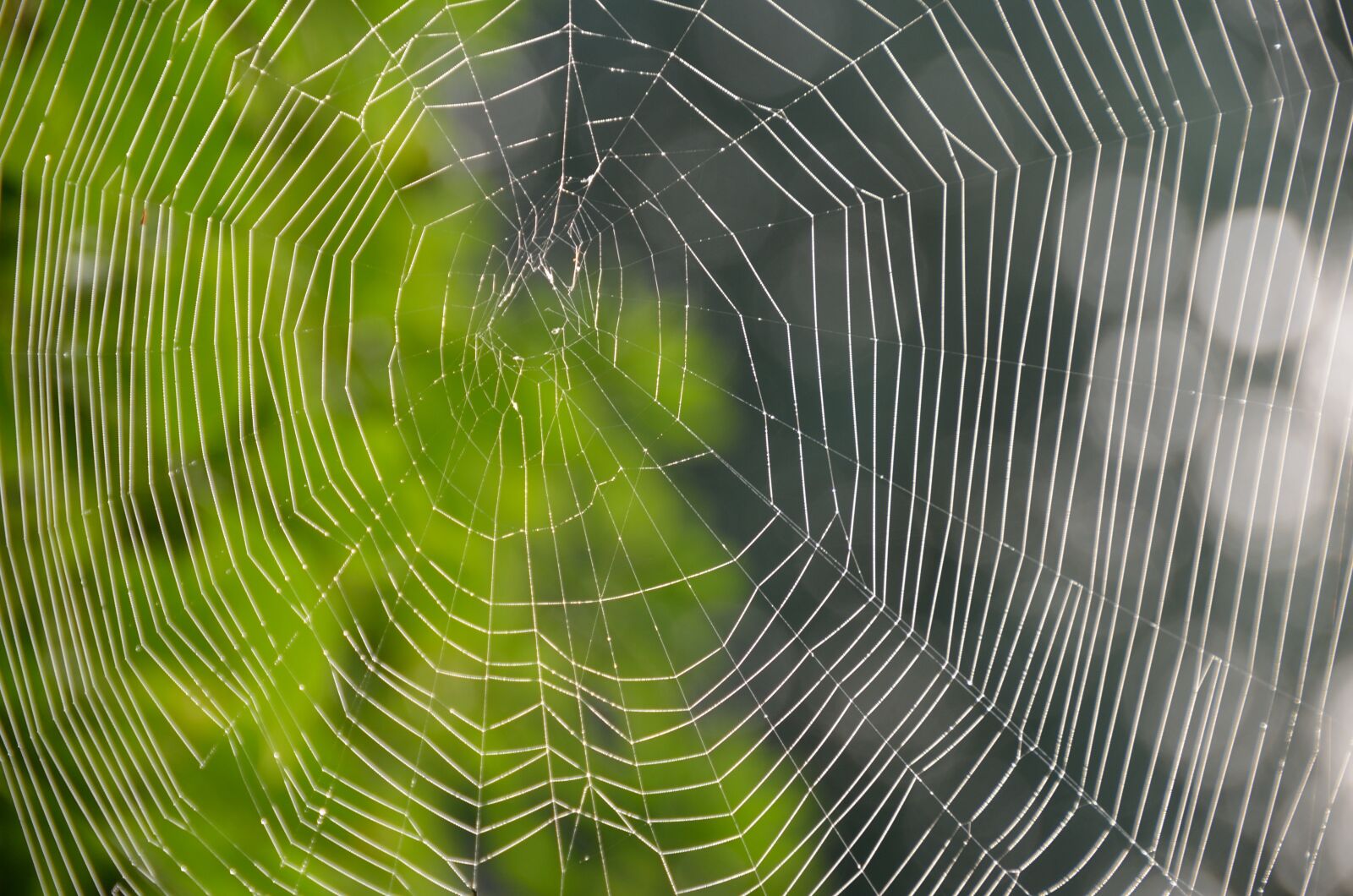Nikon D5100 sample photo. Cobweb, web, spider photography
