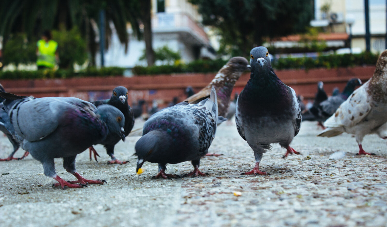 Canon EOS 600D (Rebel EOS T3i / EOS Kiss X5) sample photo. Birds, greece, pigeons photography
