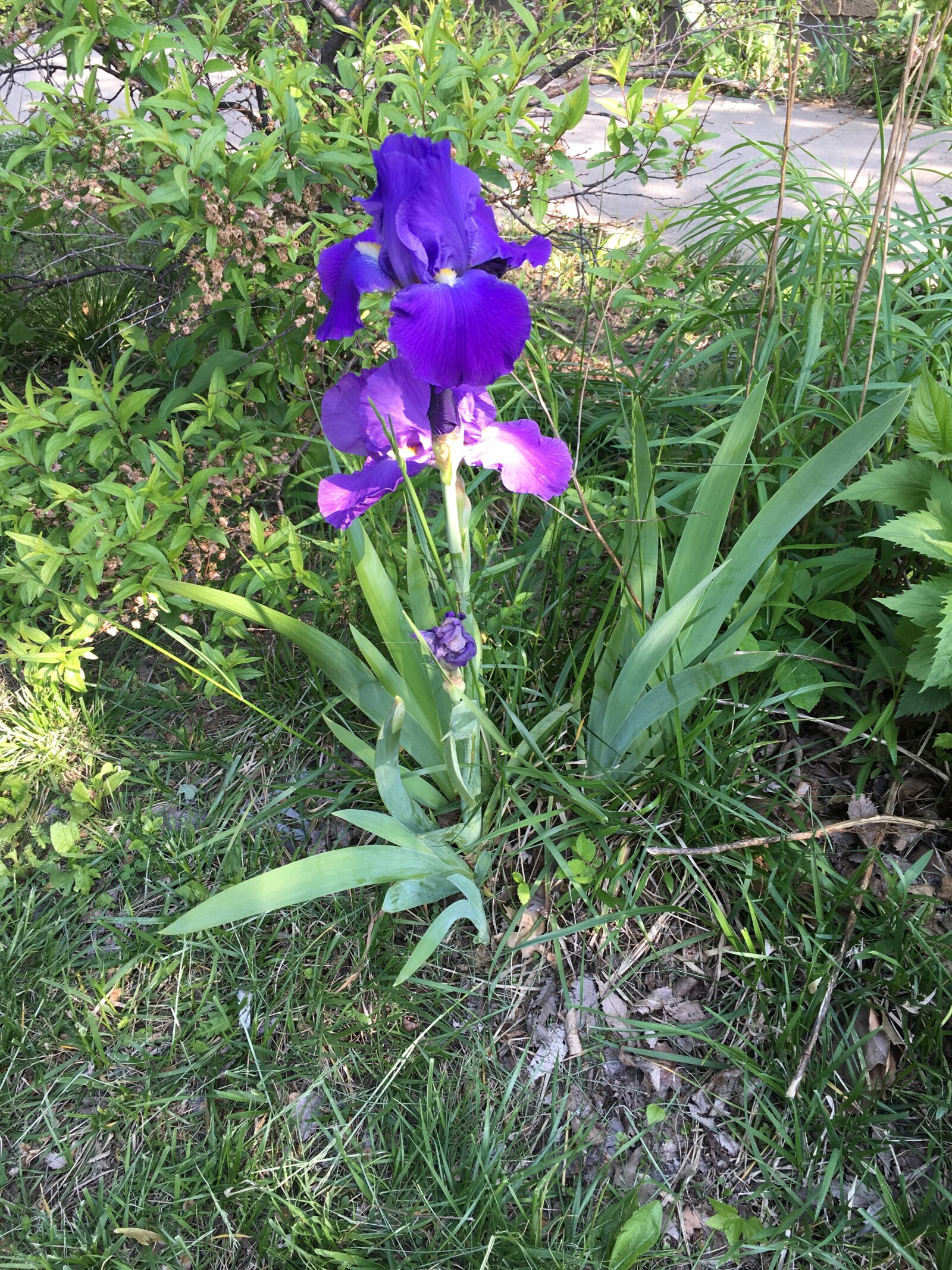 Apple iPhone 6s Plus sample photo. Blue, angels photography