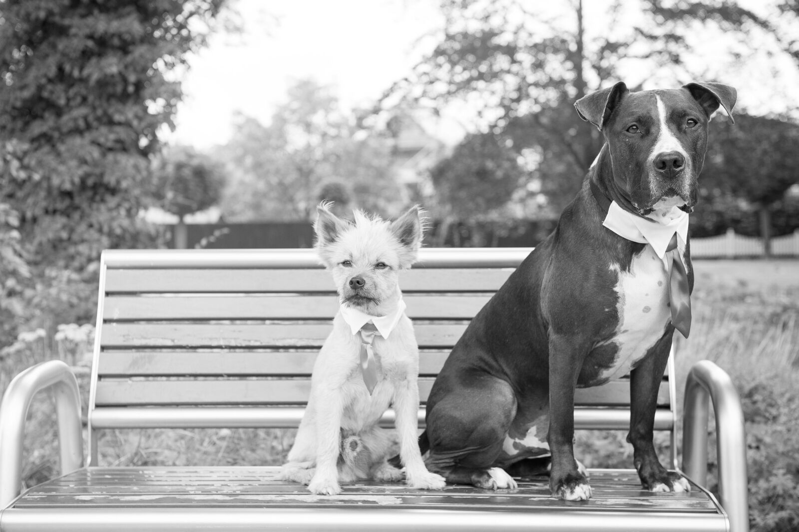 Nikon D700 sample photo. Wedding, dogs, groomsmen photography