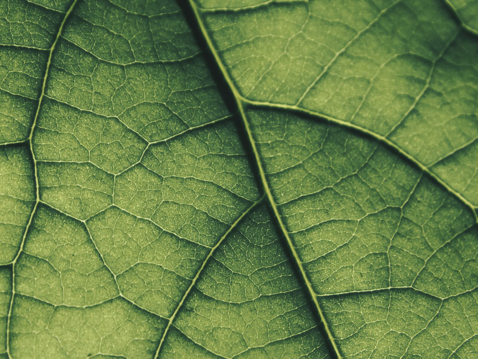 Nikon COOLPIX L330 sample photo. Leaf, macro, green photography