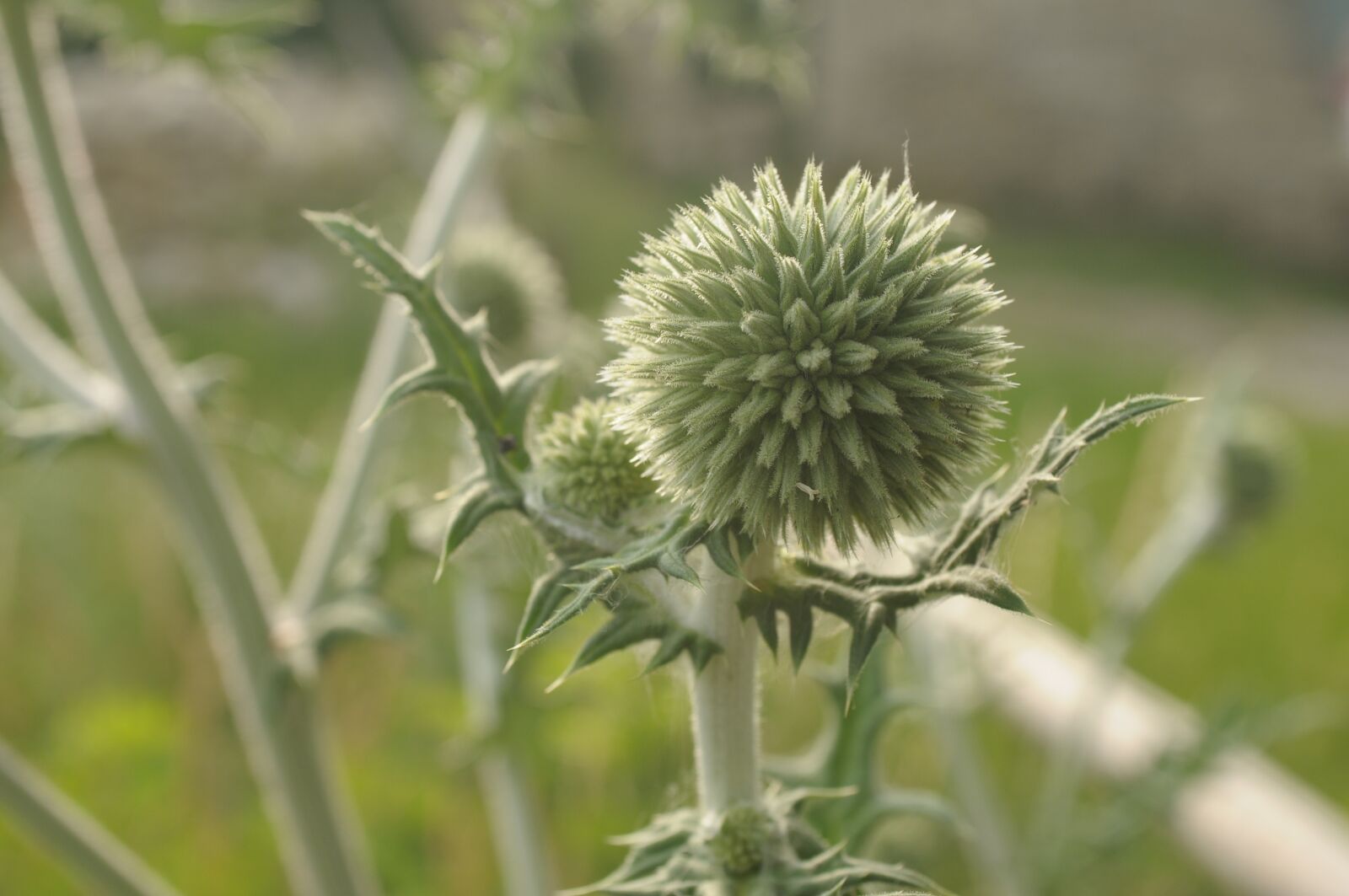Nikon D300 sample photo. Thistle, weed, nature photography