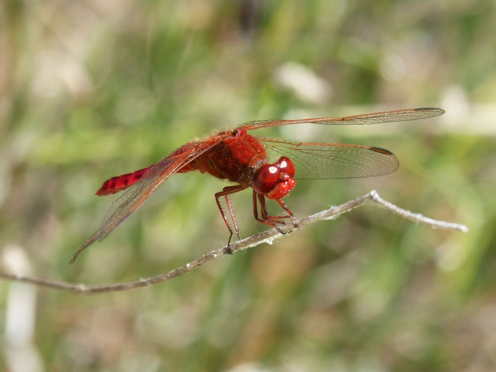 Panasonic DMC-FZ62 sample photo. Red dragonfly, branch, wetland photography
