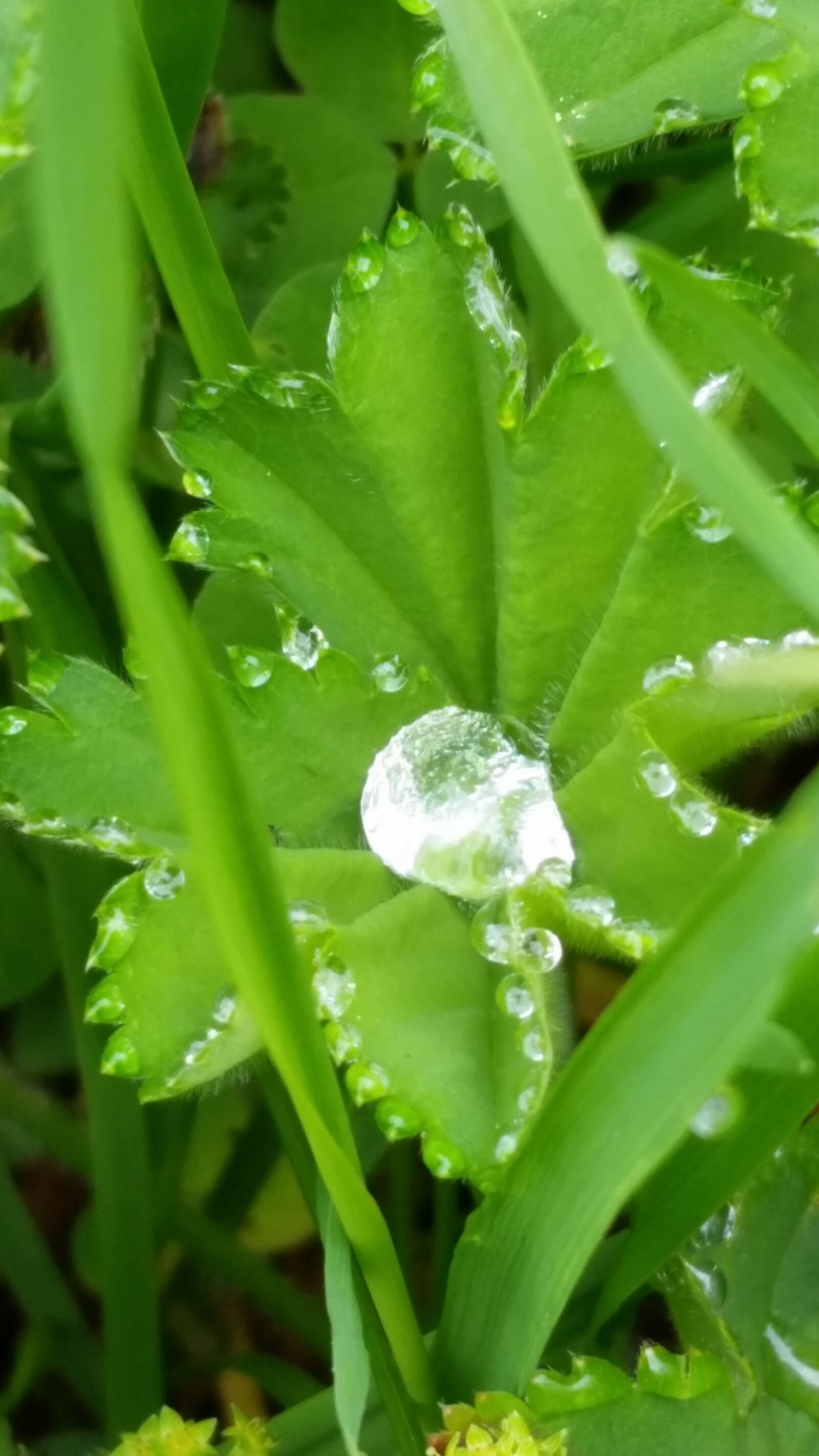 Samsung Galaxy S5 sample photo. Frauenmantel, gün, dewdrop photography