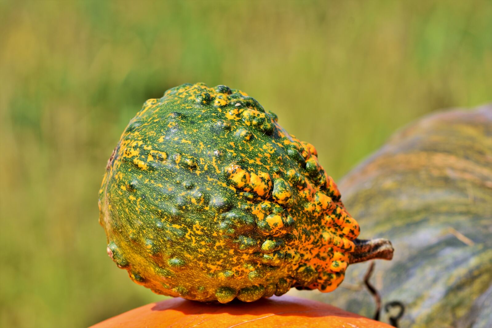 Nikon D7200 sample photo. Pumpkin, fruit, autumn photography