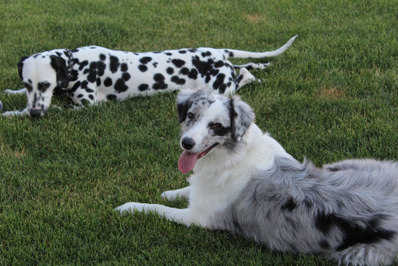 Canon EOS 1200D (EOS Rebel T5 / EOS Kiss X70 / EOS Hi) sample photo. Dog, dalmatian, pet photography
